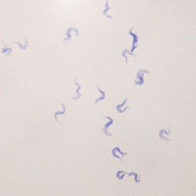 Trypanosoma Species Slide, Isolated, w.m.